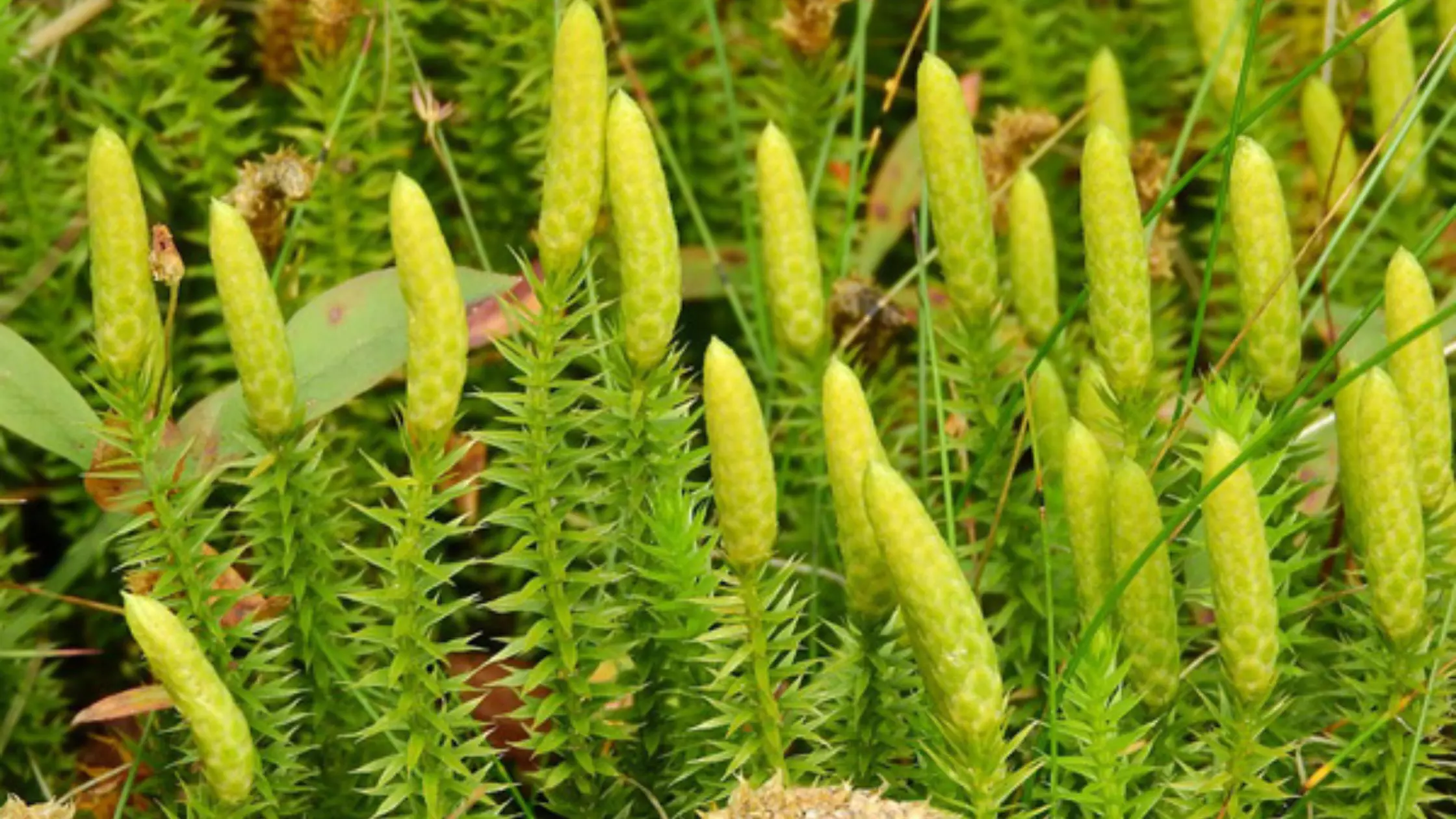 what-is-lycopodium