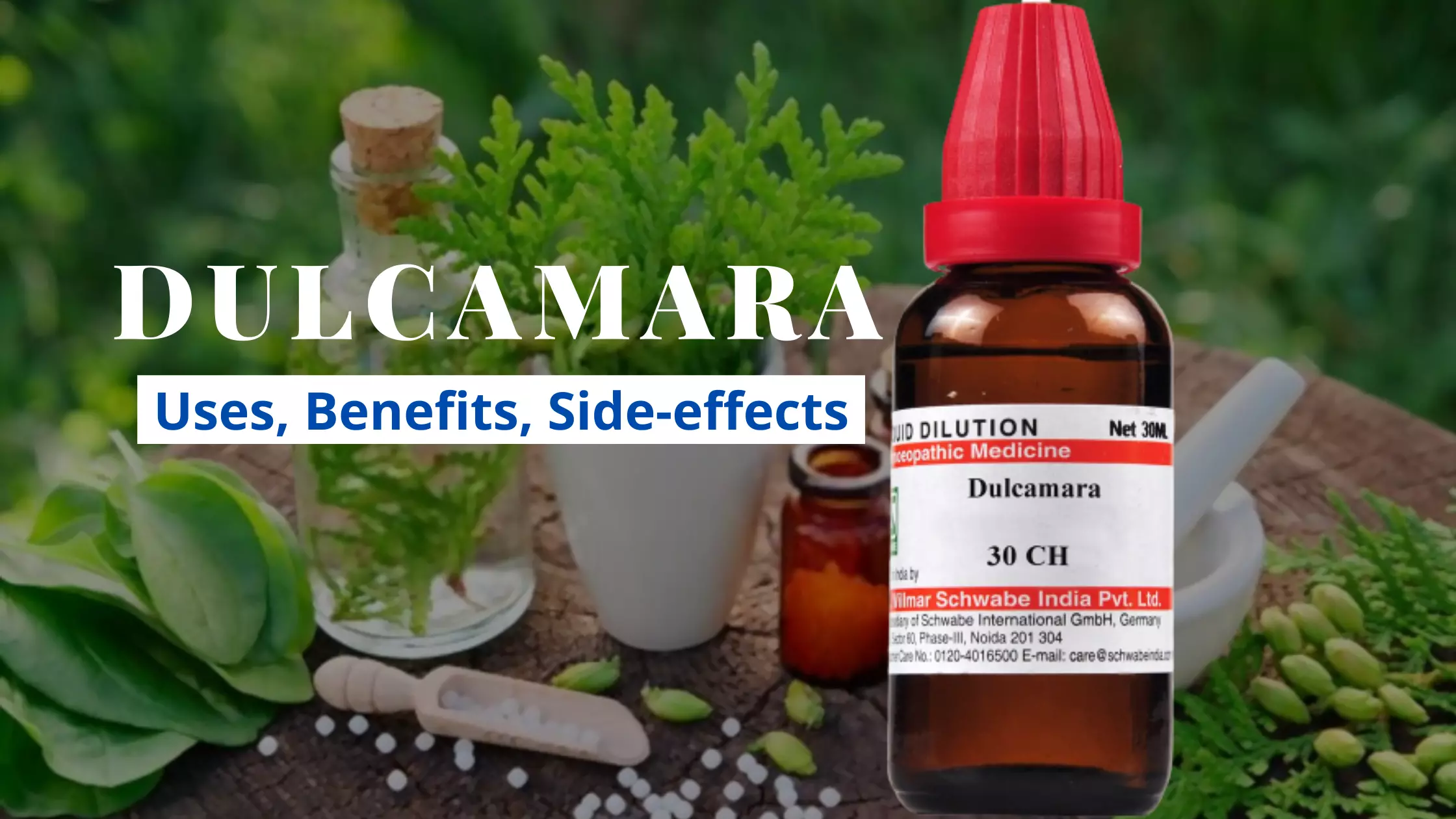 Dulcamara 30 200 homeopathy medicine Uses