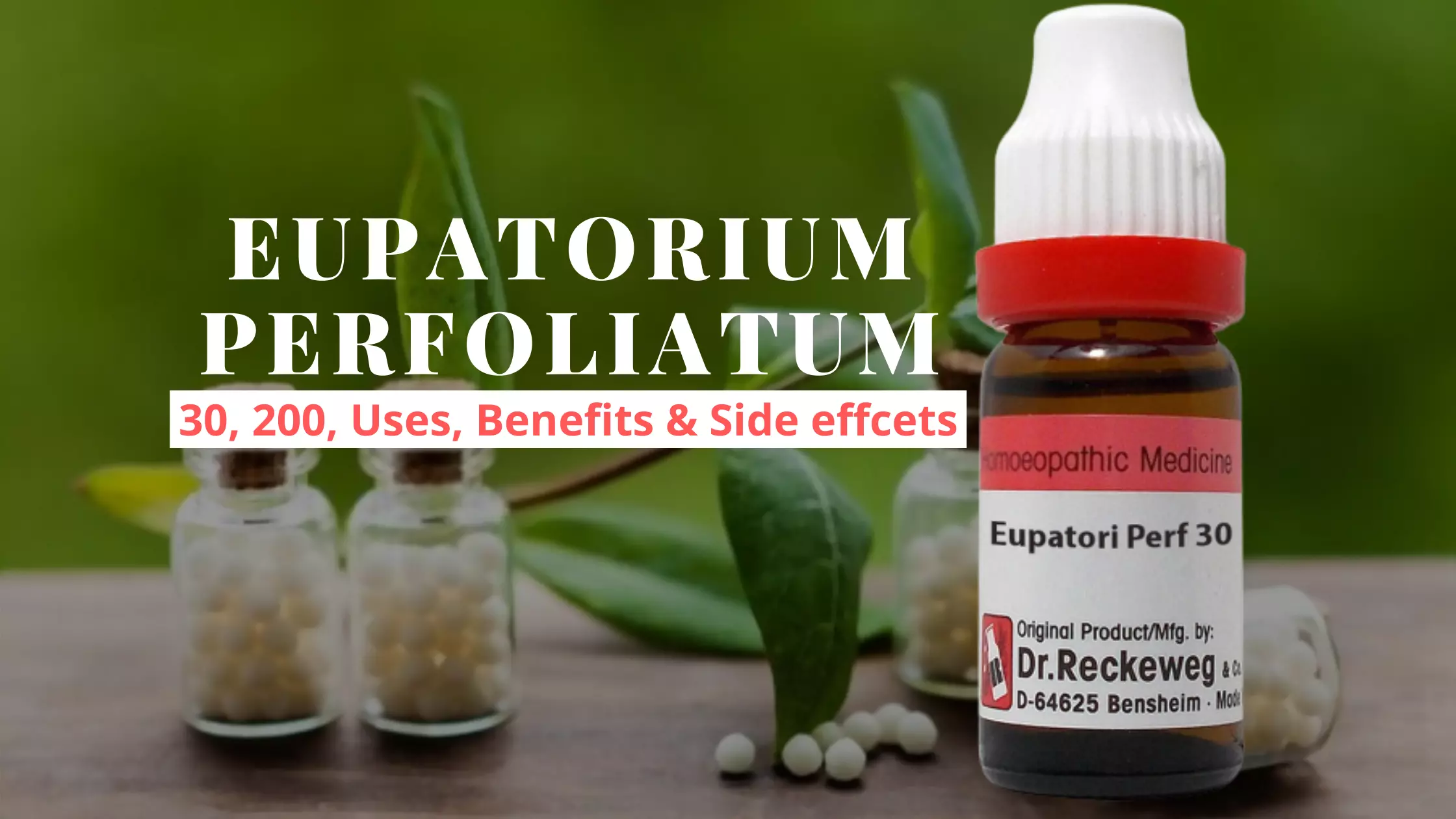 Eupatorium Perfoliatum 30, 200 - Uses, Benefits Side Effects