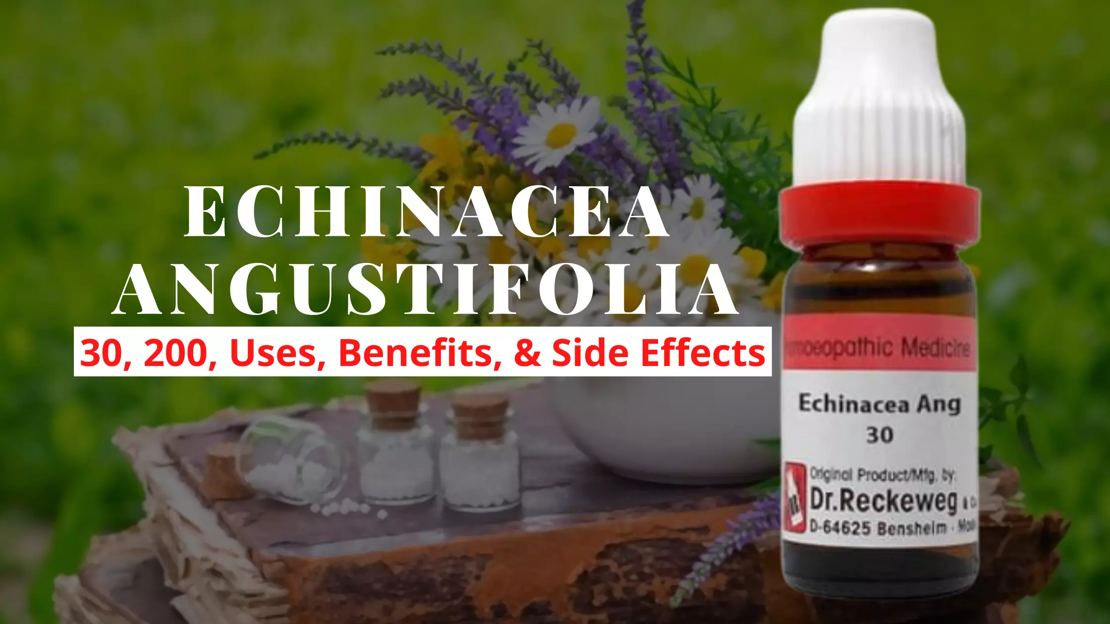 Echinacea Angustifolia Uses, Dosage, Benefits Side Effects