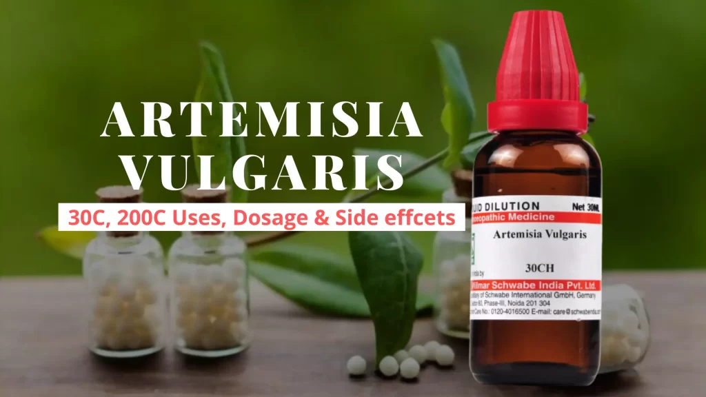 Artemisia Vulgaris 30, 200, Tincture Uses, Dosage, Benefits Side Effects