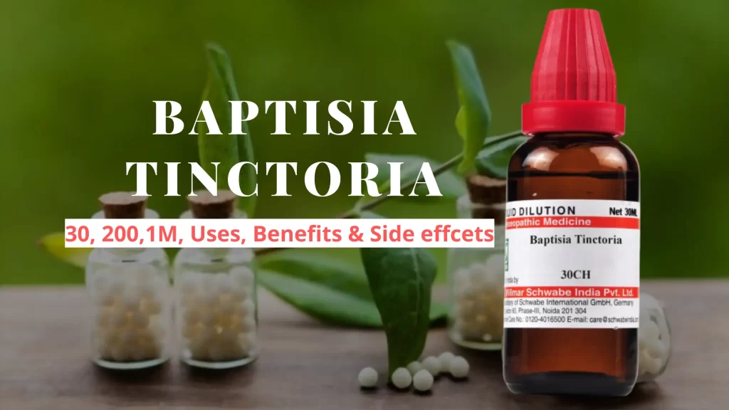 Baptisia Tinctoria 30, 200, Q- Uses, Benefits Side Effects