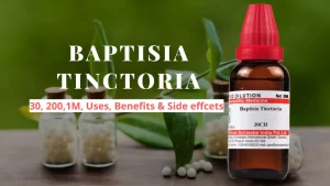 Baptisia Tinctoria 30, 200, Q- Uses, Benefits Side Effects