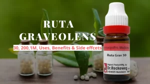 Ruta Graveolens - Uses, Benefits and Side Effects