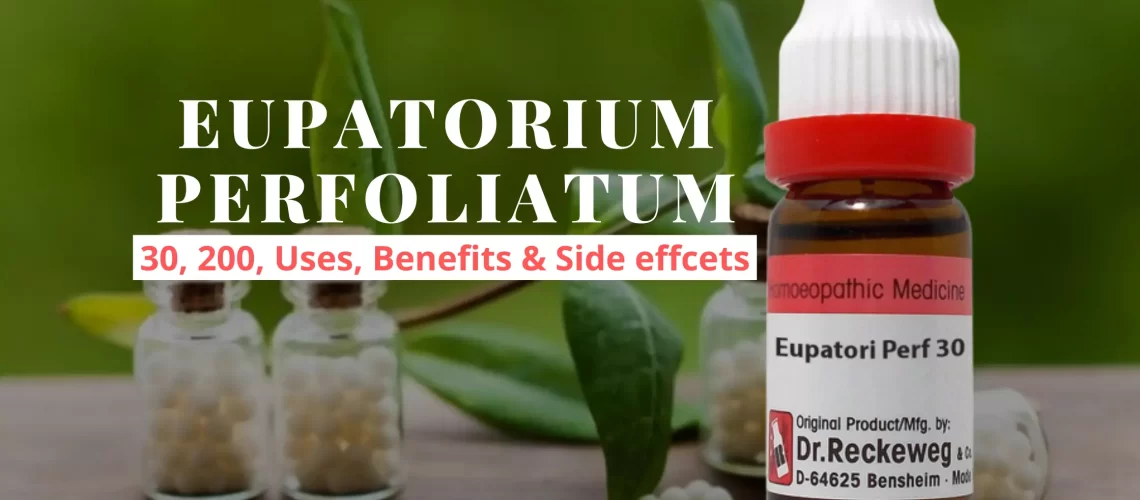 Eupatorium Perfoliatum 30, 200 - Uses, Benefits Side Effects
